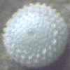 Egg of Common Grass-blue - Zizina labradus labradus